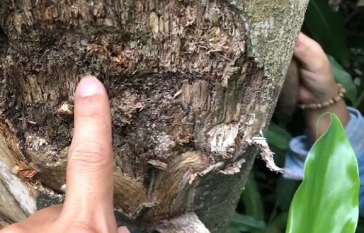 Cây gió bầu là cây gì? Cây Dó Bầu tạo nên trầm hương như thế nào?